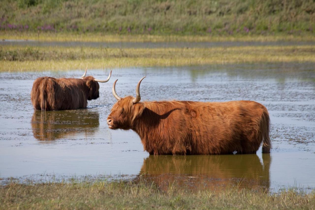 Duinhuisje 11 - Bungalowpark Mooyeveld - Uniek Gelegen In De Duinen! Egmond-Binnen Zewnętrze zdjęcie